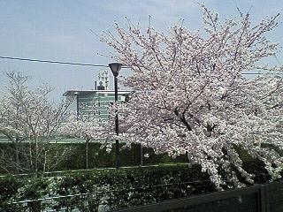 スタンド裏側と桜